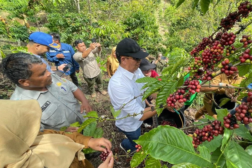 Pengembangan Kopi Sawahlunto Diperkuat PTBA, Dorong Ekonomi Masyarakat