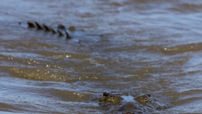 Tragis, Santi 22 Tahun Tewas Diserang Buaya di Sungai Apit Siak
