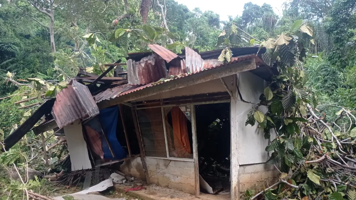 Cuaca Buruk Landa Padang, BPBD Catat Pohon Tumbang di Empat Kelurahan