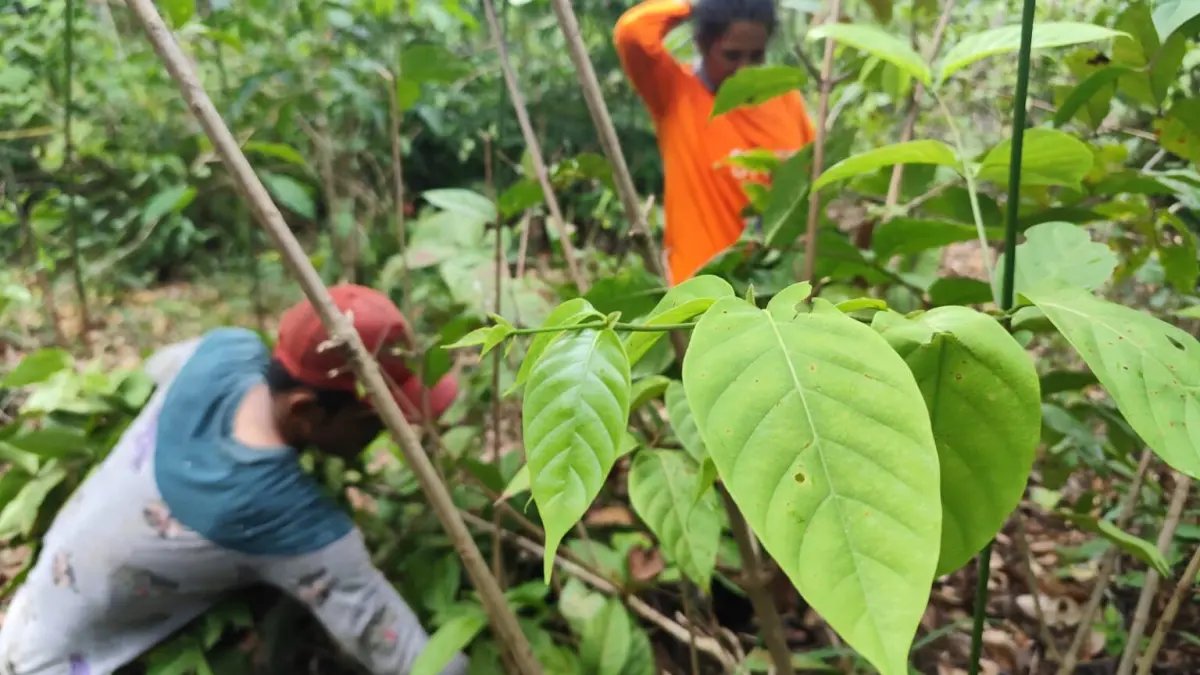 Harga Gambir Merosot, Petani Nagari Sopang Sebut Hasil Panen Hanya Cukup Biaya Kebun