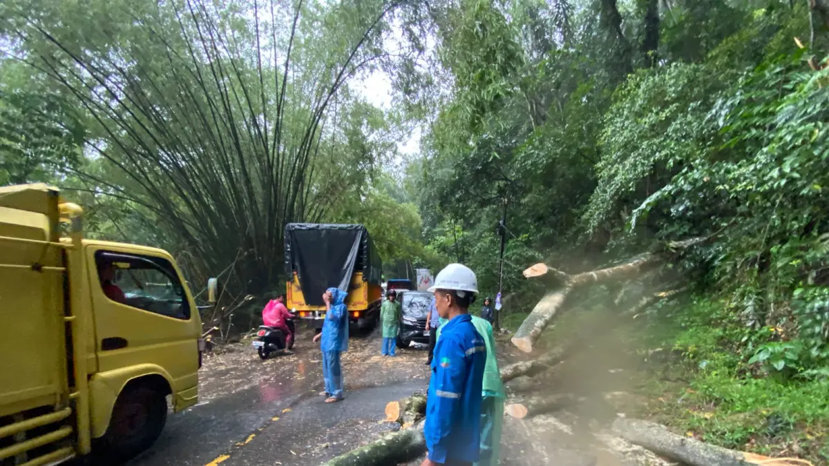 Pohon Tumbang Halangi Jalan Nasional Payakumbuh–Bukittinggi, Petugas Bergerak Cepat