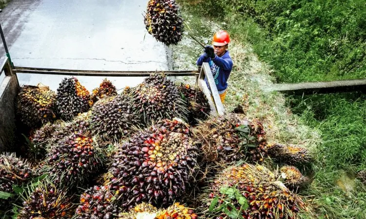 Harga Sawit Pasaman Barat Terkoreksi 2,5 Persen, TBS Tertinggi Kini Rp3.789